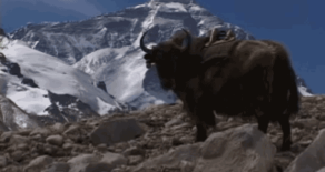 Episode 018: Yak-Tastic!